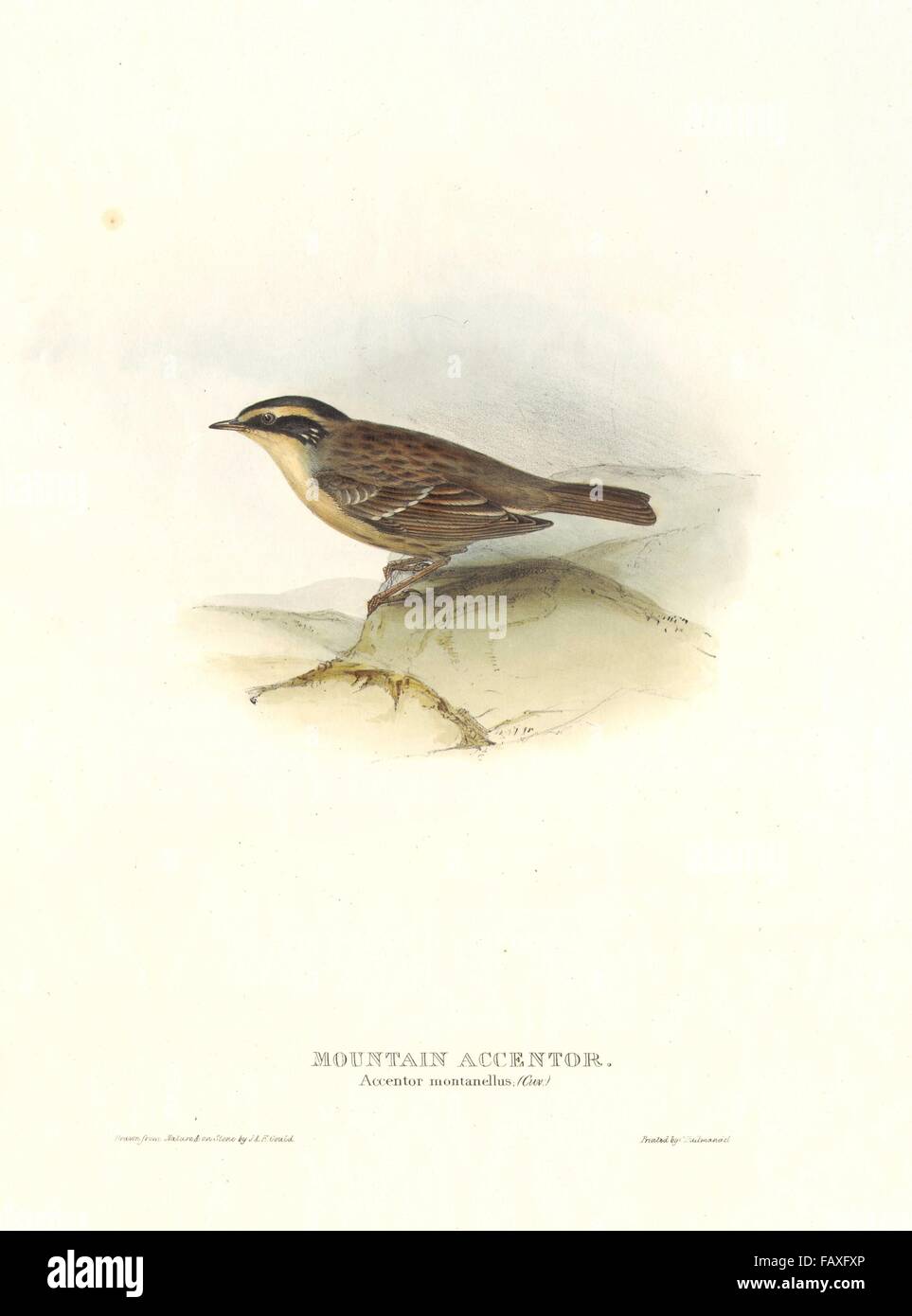 SIBERIAN/MOUNTAIN ACCENTOR. Prunella montanella/montanellus. Large. GOULD, c1832 Stock Photo