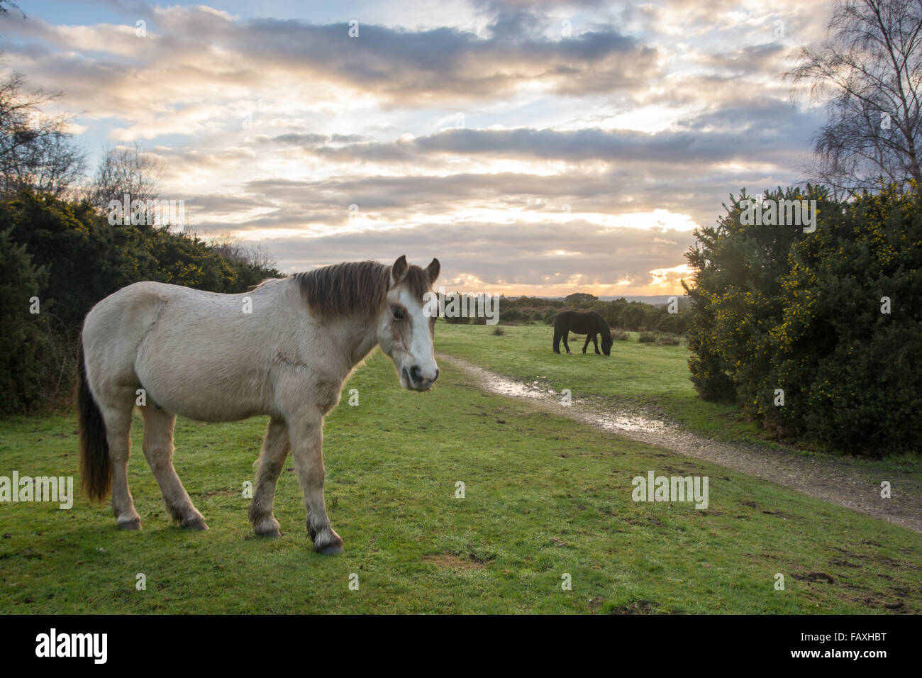 New Forest ponies on a winter day, Hampshire, UK. Stock Photo
