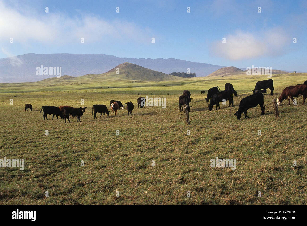 Big Island, Hawaii, Parker Ranch, Cattle in pasture, Mauna Kea in Distance Stock Photo