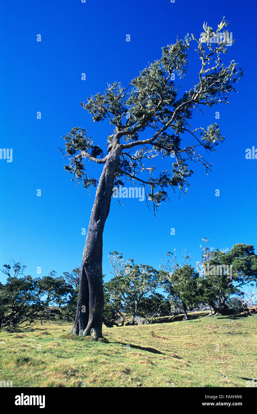 Big Island, Hawaii, Koa Tree, Mana Road, Mauna Kea, Acacia, Fabaceae