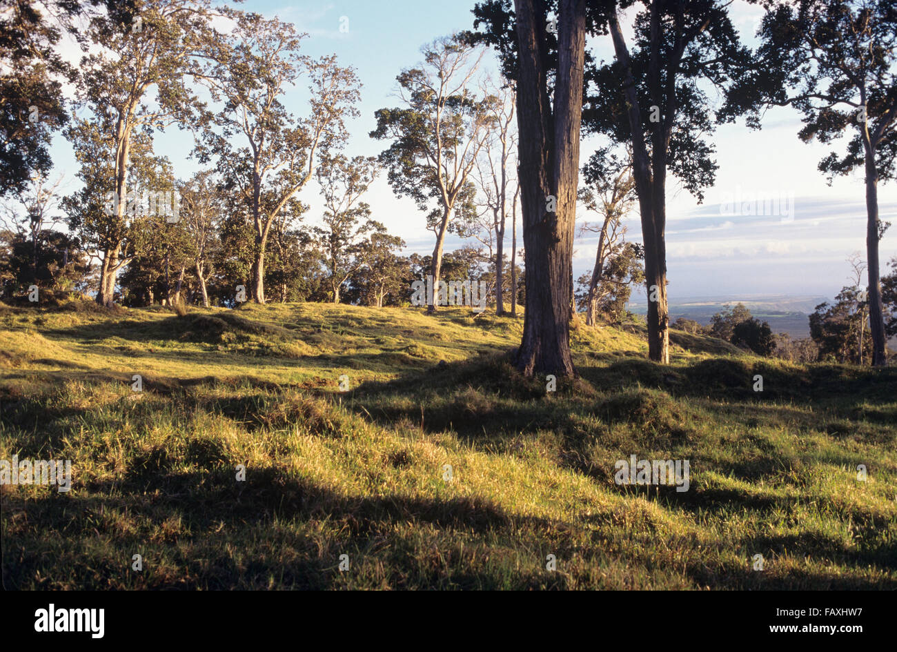 Big Island, Hawaii, Kau, Kahuku Ranch pasture, Ohia trees Stock Photo