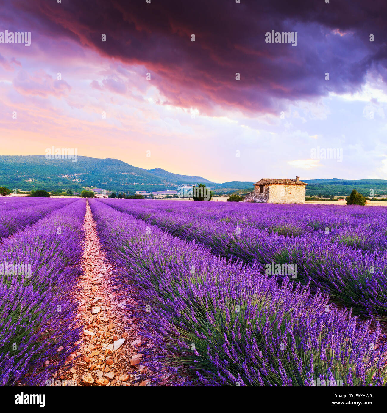 Lavender field summer sunset landscape near Sault..Provence,France Stock Photo