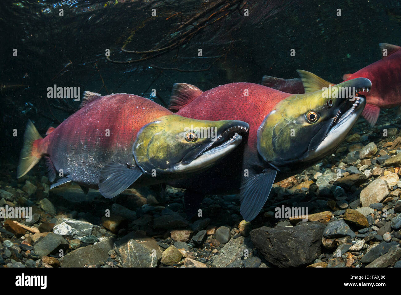 Male and female sockeye salmon hi-res stock photography and images