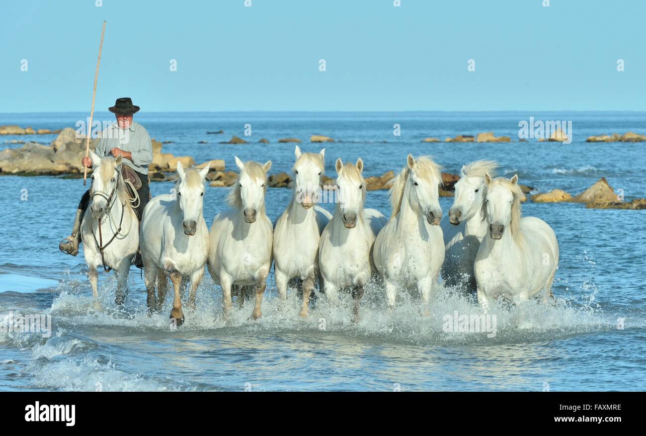 Herd of White Camargue Horses running on the water . Stock Photo