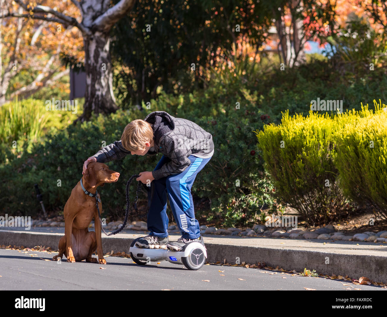 REDDING, CA, USA - NOVEMBER 24, 2015: Teenage boy walks dog using self-balancing two-wheeled scooter, also called a hoverboard. Stock Photo