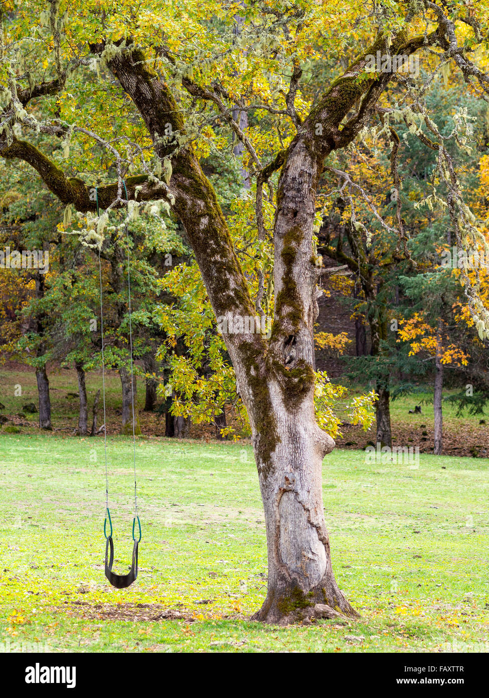Old growth black oak tree in autumn with spare tire swing Stock Photo