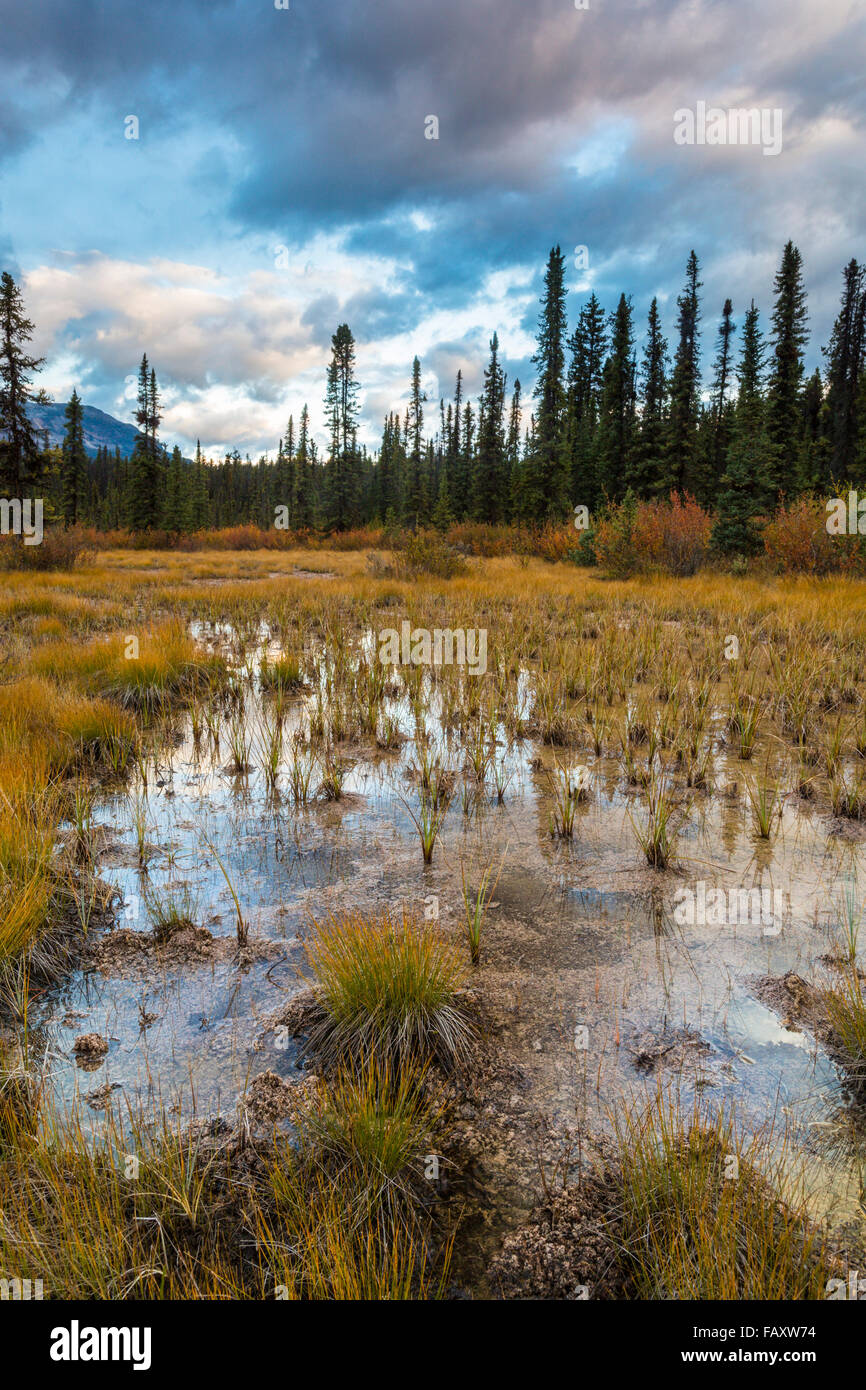 Fryatt Ponds, Pond, Swamp, Jasper Nationalpark, Alberta, Canada Stock Photo Alamy