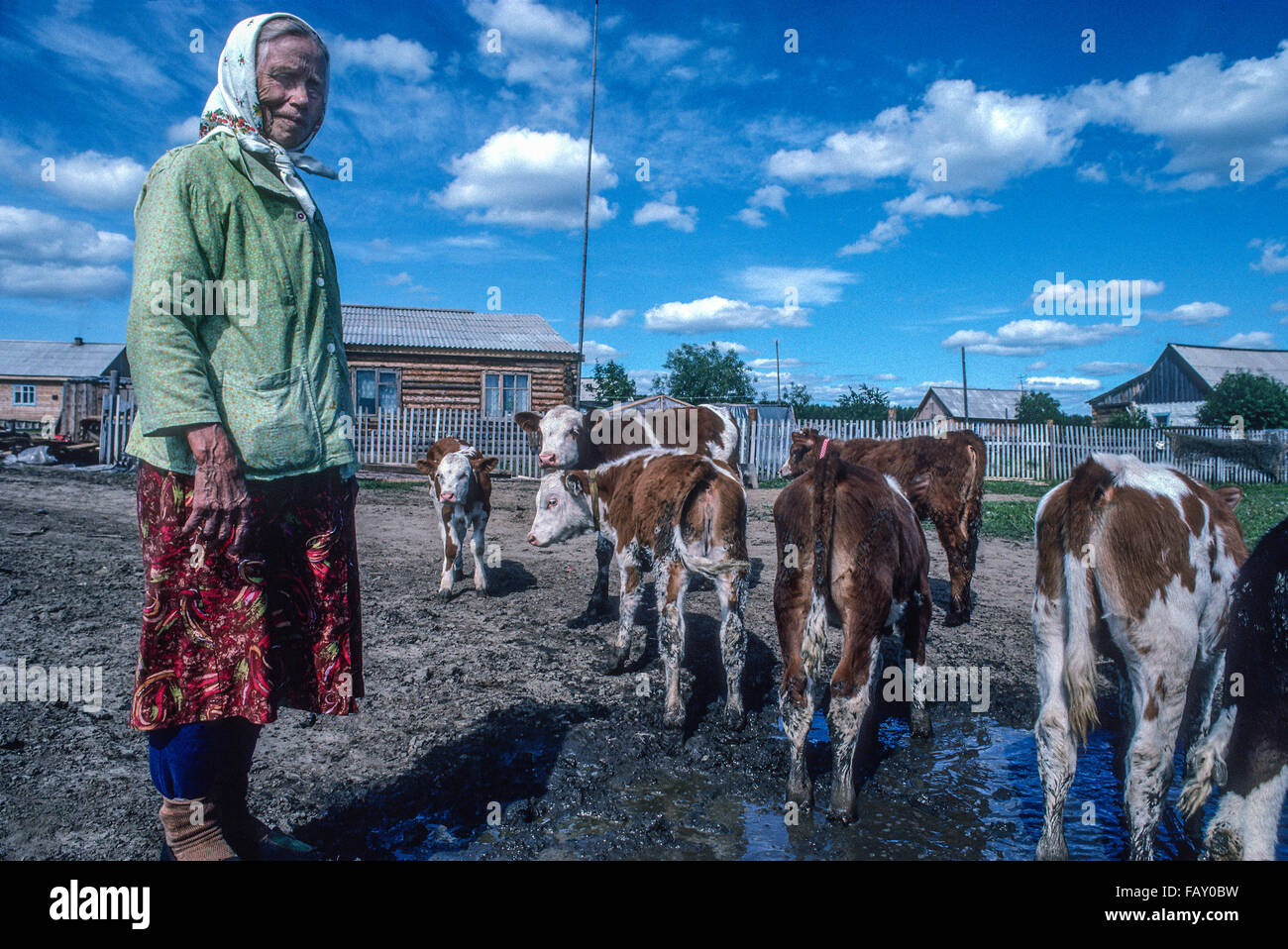 A senior citizen Siberian woman works with her cattle outside of her home in the Krasnoyarsk Krai, Siberia, Russia. Stock Photo