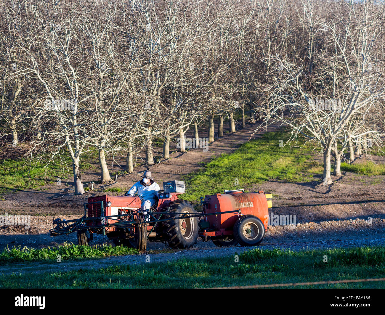 CHICO, CALIFORNIA, USA - FEBRUARY 28, 2015: Farm worker operates a tractor pulling pesticide equipment near a rural tree orchard Stock Photo