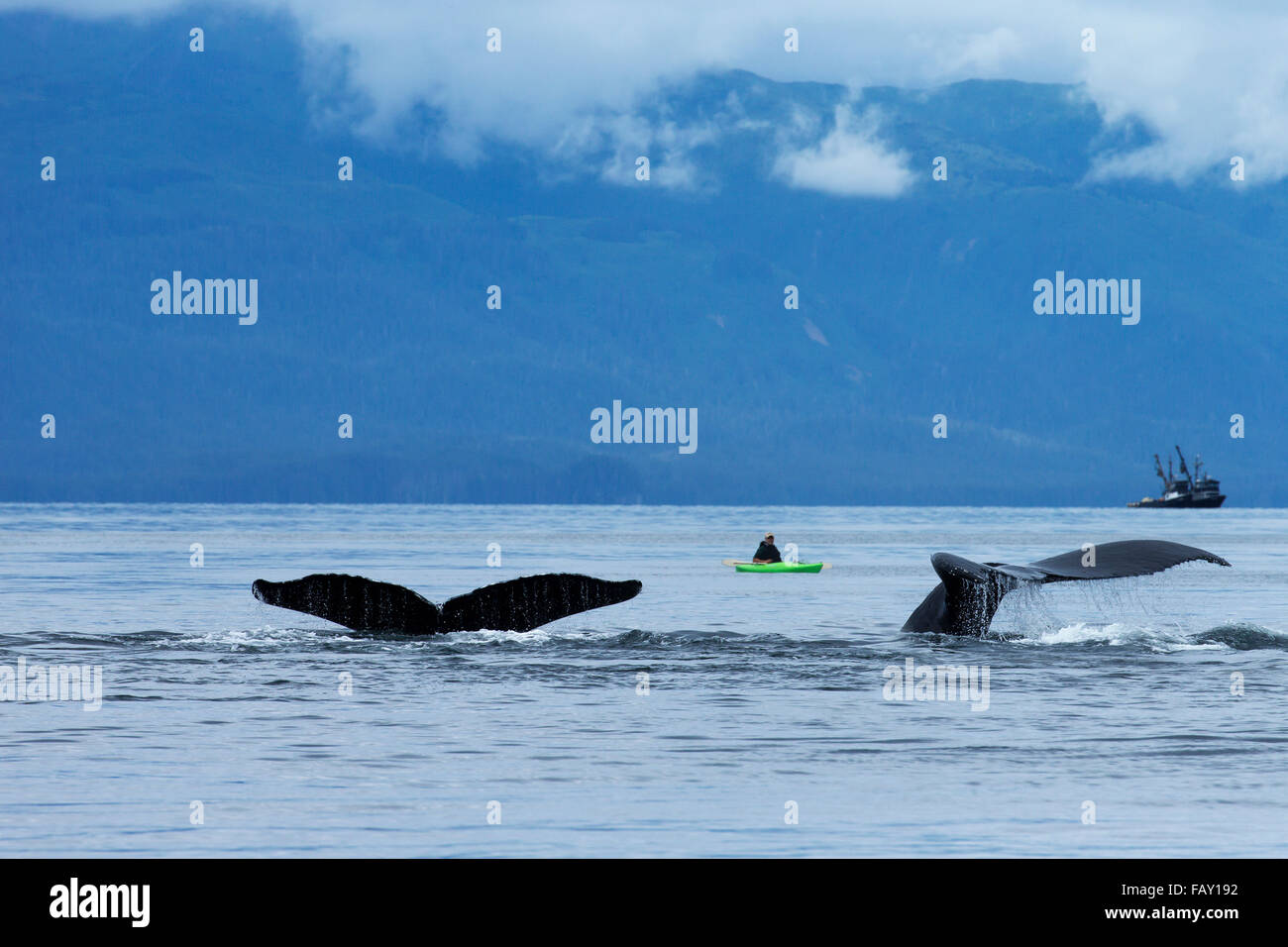 Two Humpback whales submerge in the calm waters of the Inside Passage as a kayaker watches beyond, Chatham Strait, Southeast AK Stock Photo