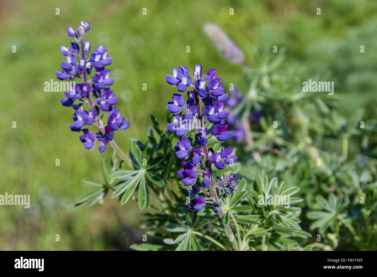 Lupine Flowers Lupinus Perennis Blooming In A Native Prairie Washington Usa Stock Photo Alamy