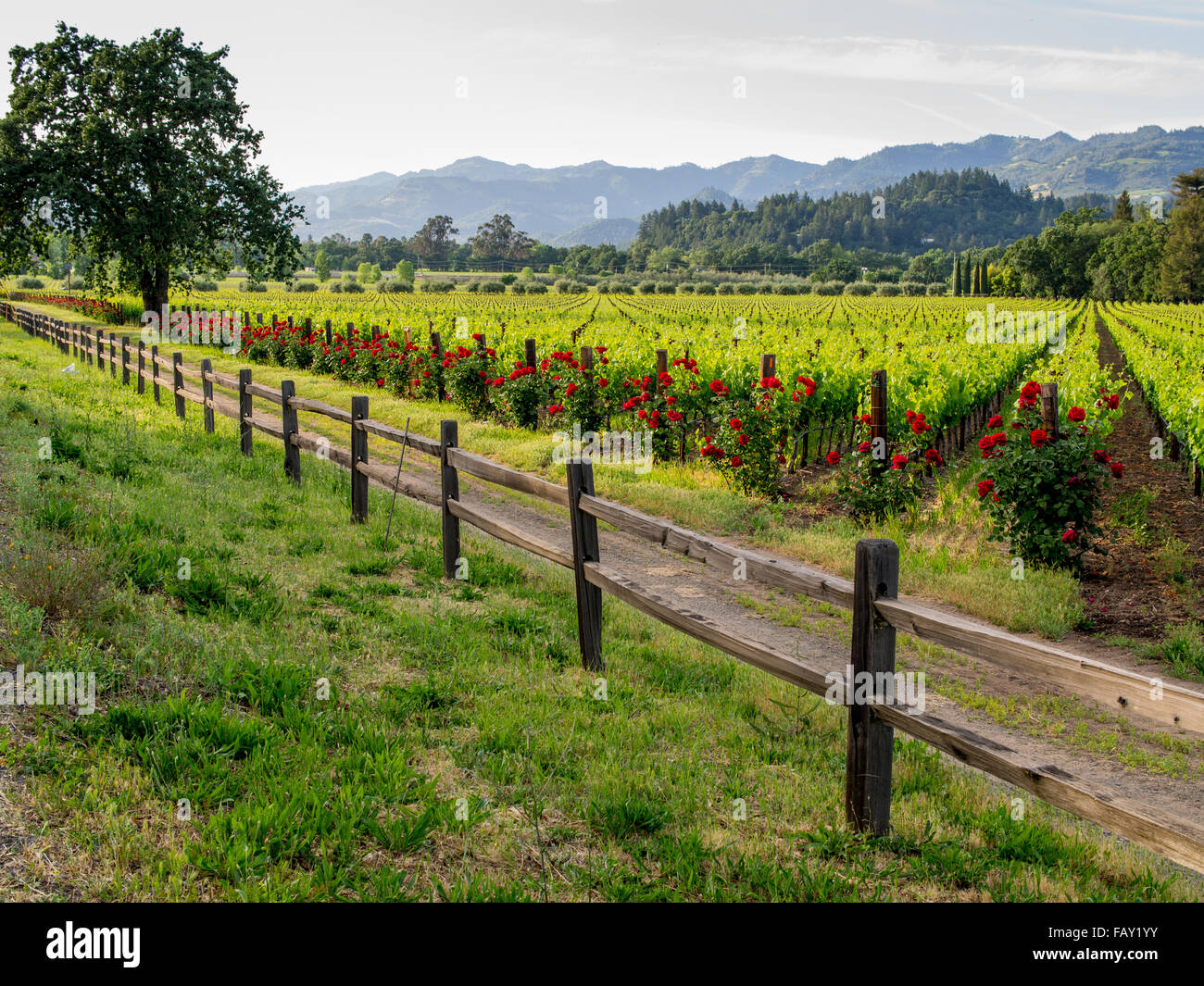 CALISTOGA, USA - MAY 3, 2014: Rustic fence & red roses frame a vineyard along Highway 128 in California's wine country. Stock Photo