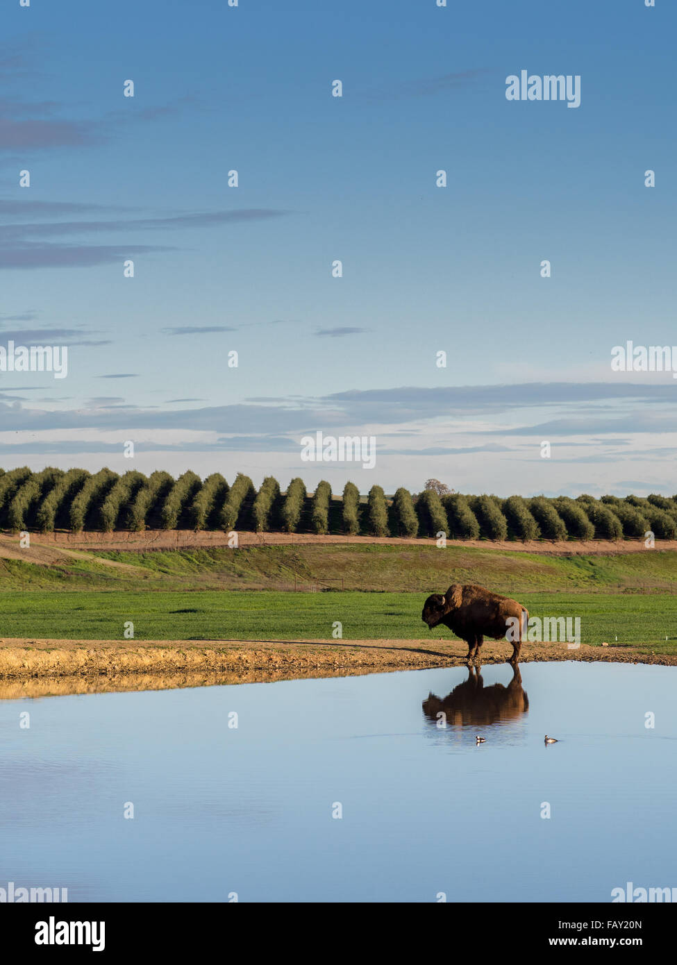 CHICO, CALIFORNIA, USA - FEBRUARY 28, 2015: Lone buffalo reflected in a pond in a rural agricultural area in Northern California Stock Photo