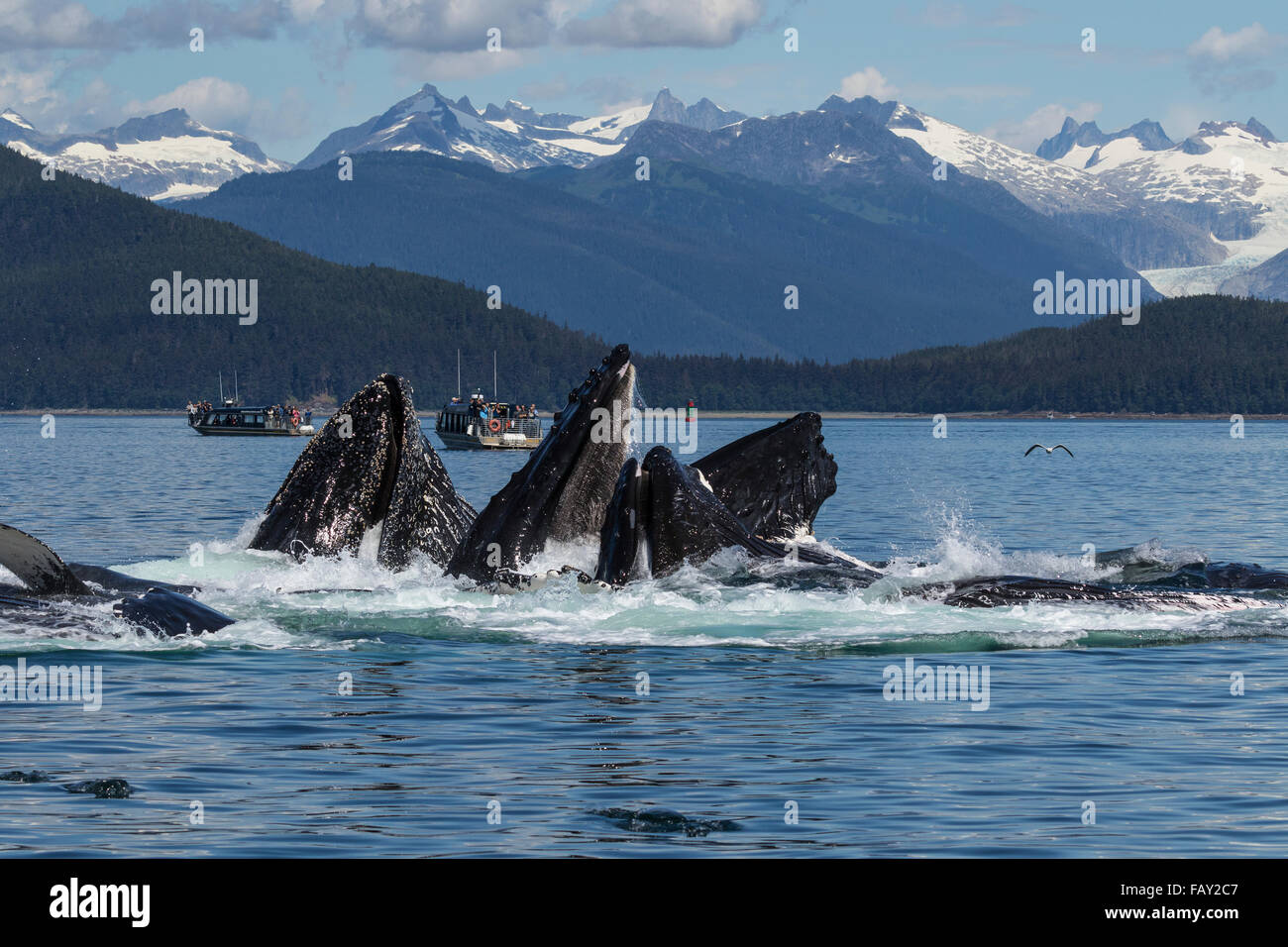 Humpback Whales lunge feed near Shelter Island, Inside Passage ...