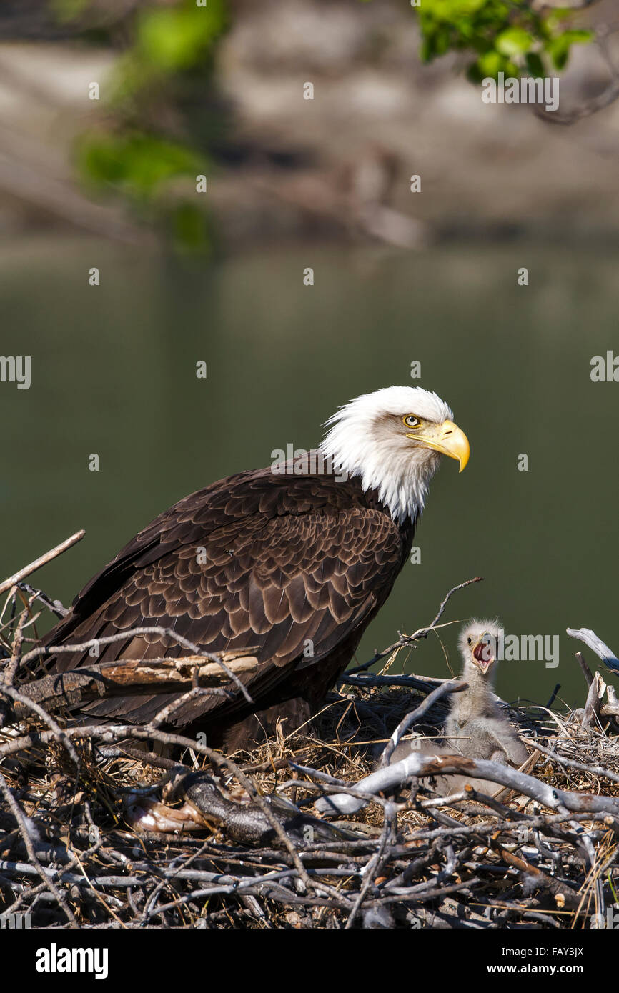 Close up of a Bald Eagle with chicks nesting, Yukon Territory, Canada