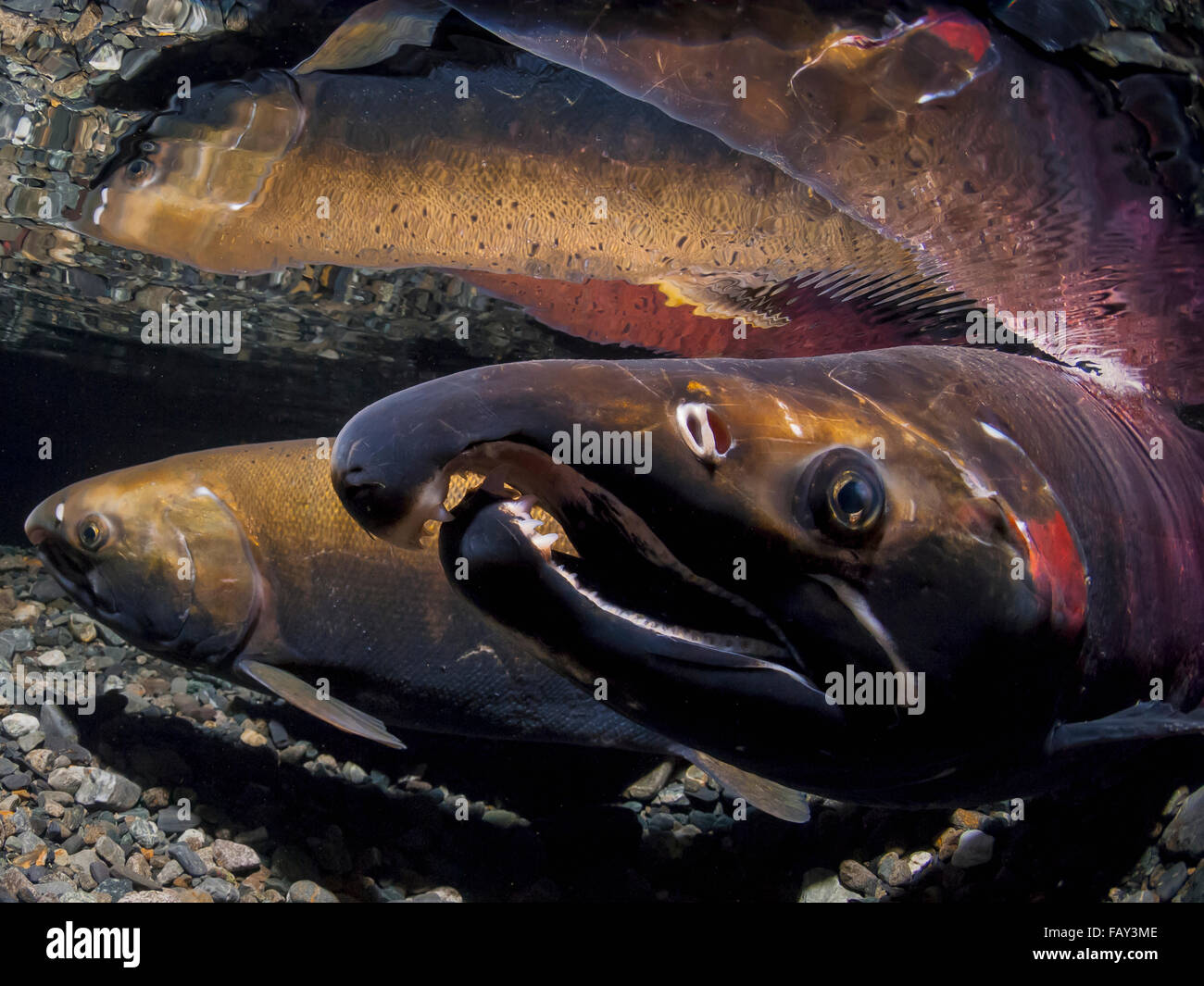 Headshot Of A Coho Salmon (Oncorhyncchus Kisutch) Alpha Male (Foreground) And His Mate Reflected In The The Shallow Water Of Their Spawning Habitat... Stock Photo