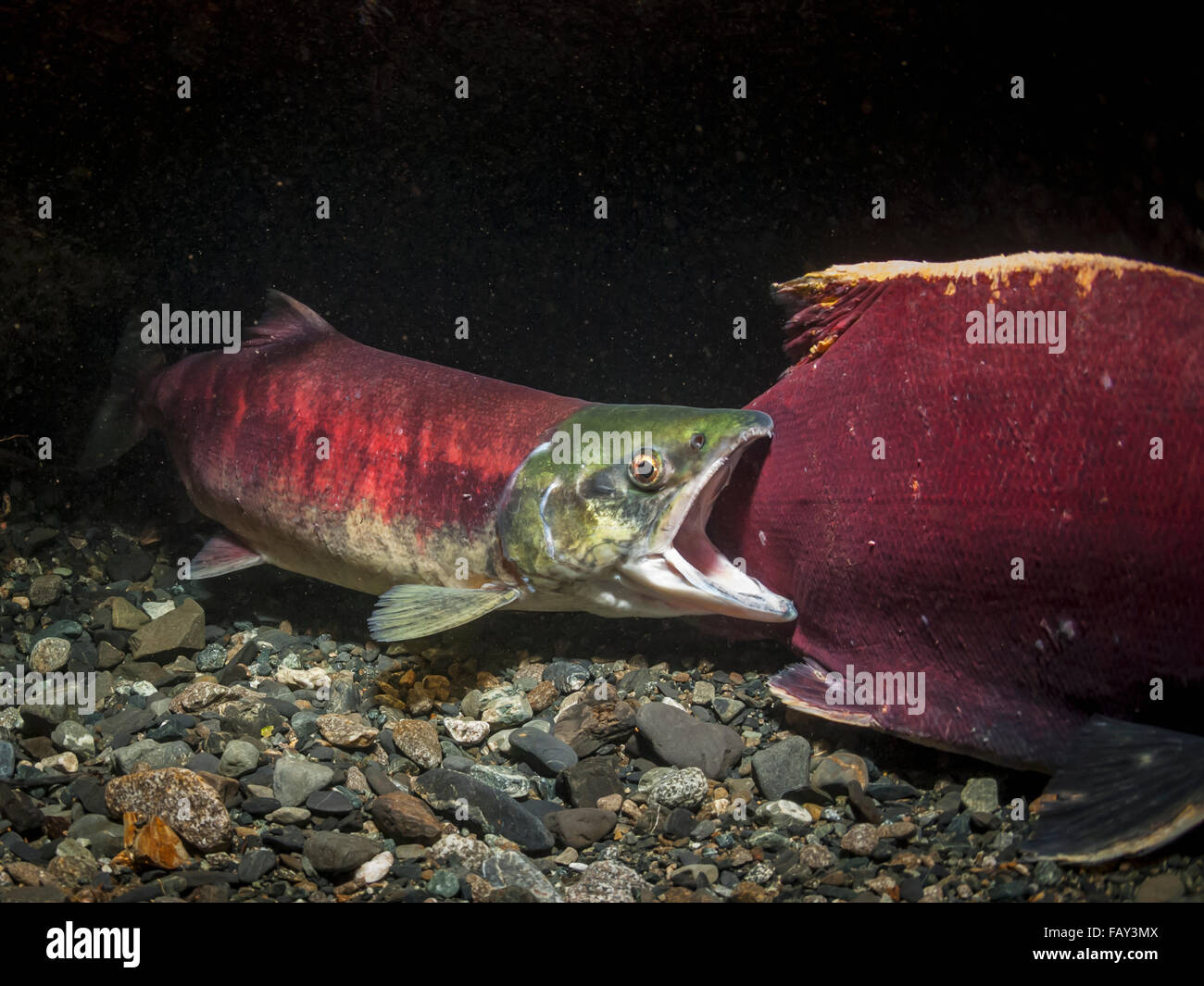 A Female Sockeye Salmon (Oncohynchus Nerka) Nudges A Male Away From Her Redd So That She Can Work On It, Underwater View In An Alaskan Stream Durin... Stock Photo