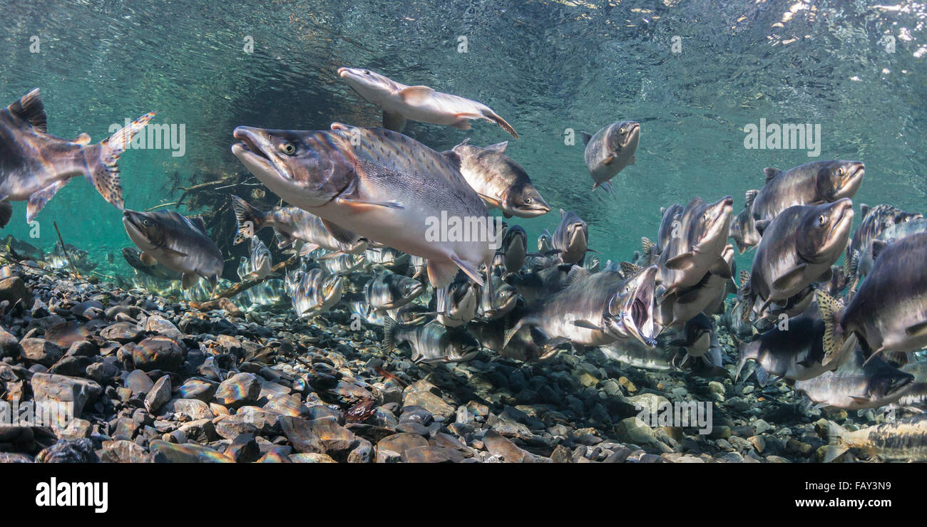 Pink Salmon (Oncorhynchus gorbuscha) summer spawning migration in a tributary of Prince William Sound, Alaska. Stock Photo