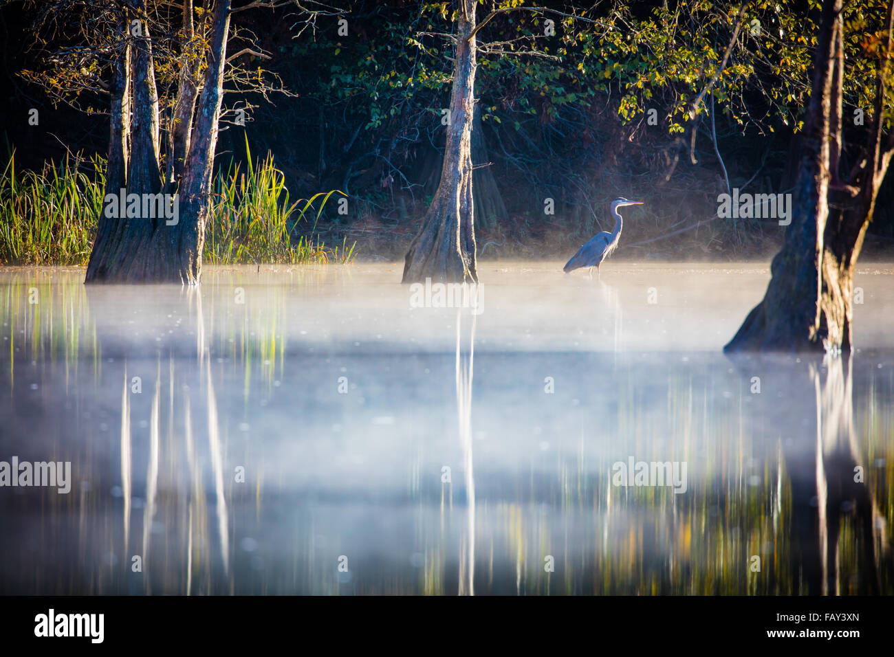 Beavers Bend State Park is a 1,300 acres state park located near Broken Bow, Oklahoma Stock Photo