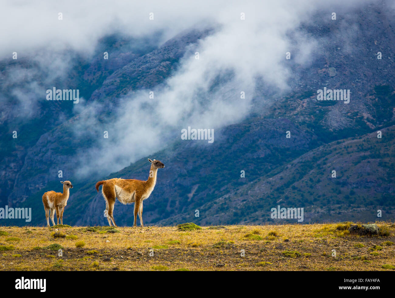 The guanaco (Lama guanicoe) is a camelid native to South America that stands between 1 and 1.2 metres (3 ft 3 in and 3 ft 11 in) Stock Photo