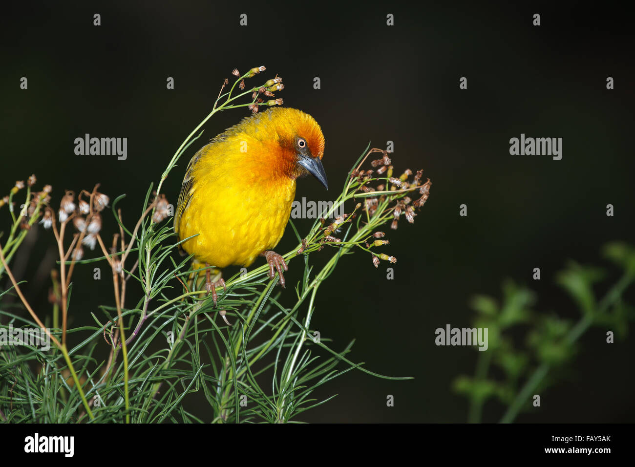 Male Cape weaver (Ploceus capensis) perched on a plant, South Africa Stock Photo
