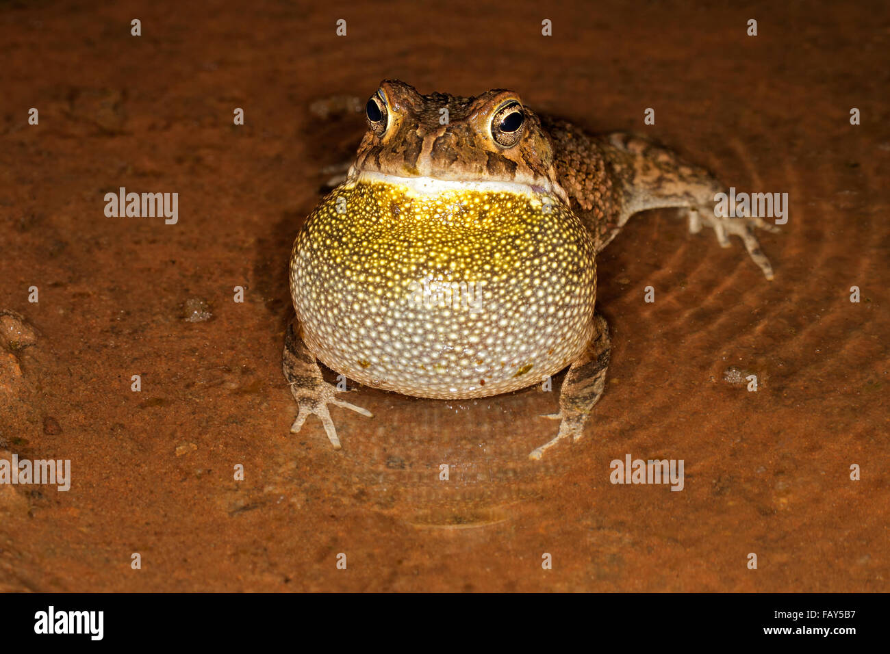 Male guttural toad (Amietophrynus gutturalis) calling in shallow water, South Africa Stock Photo