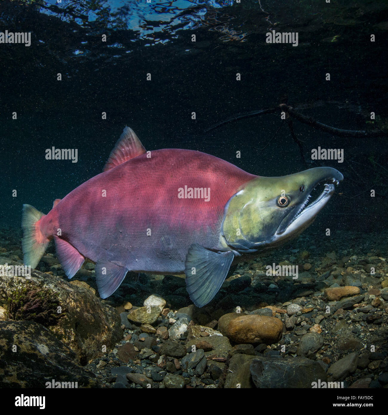 Underwater view male sockeye salmon hi-res stock photography and images -  Alamy
