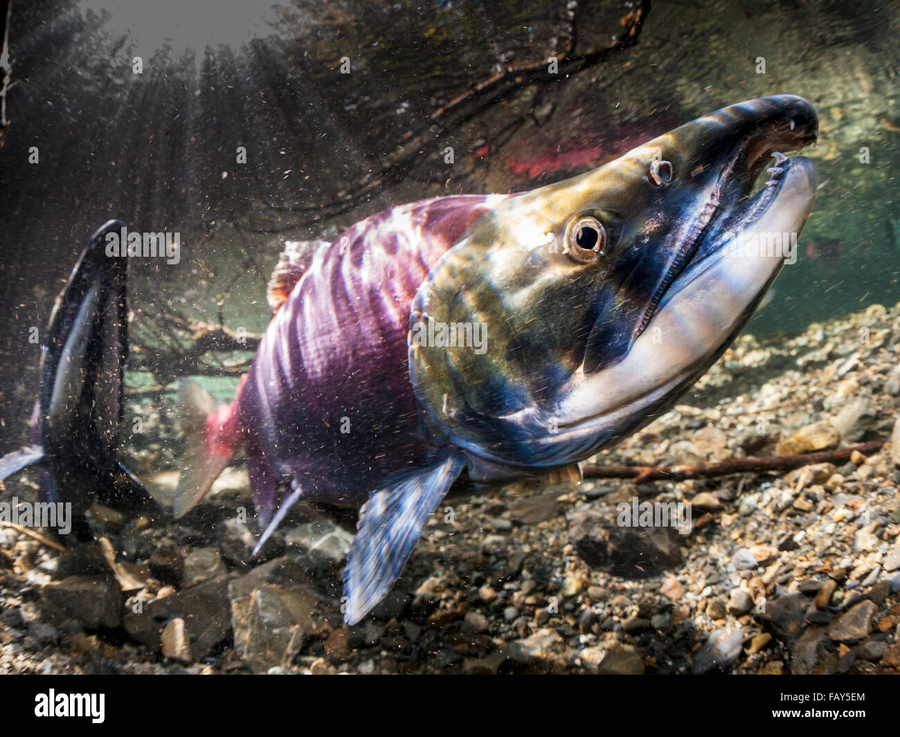 Male Sockeye . A male spawning sockeye salmon on a rocky beach. Male sockeye  develop a pronounced hump and hook-like nose in the lead up to spawning  Stock Photo - Alamy