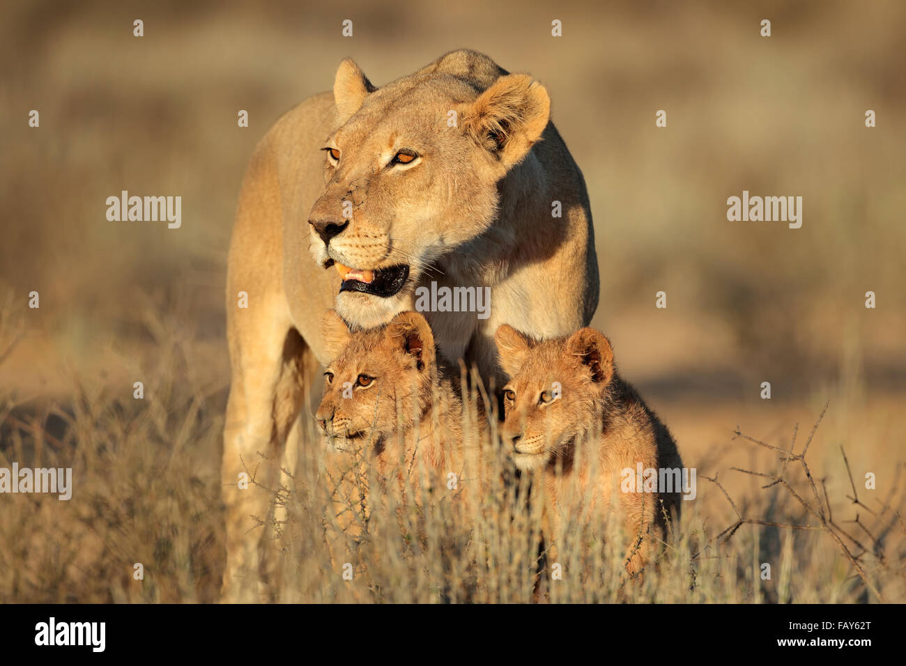 Lioness with young lion cubs (Panthera leo) in early morning light, Kalahari desert, South Africa Stock Photo
