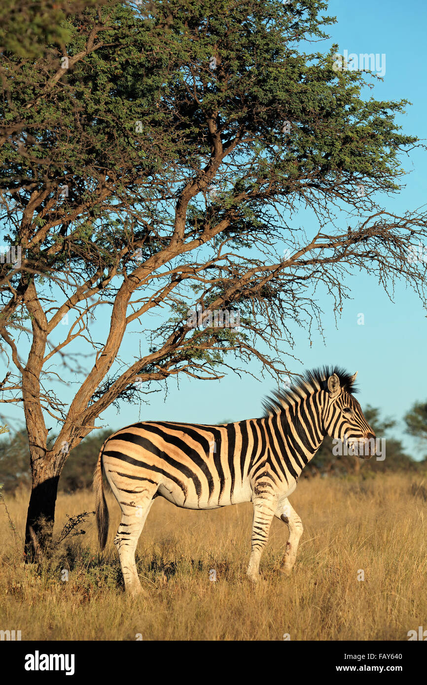 Zebra natural habitat hires stock photography and images Alamy