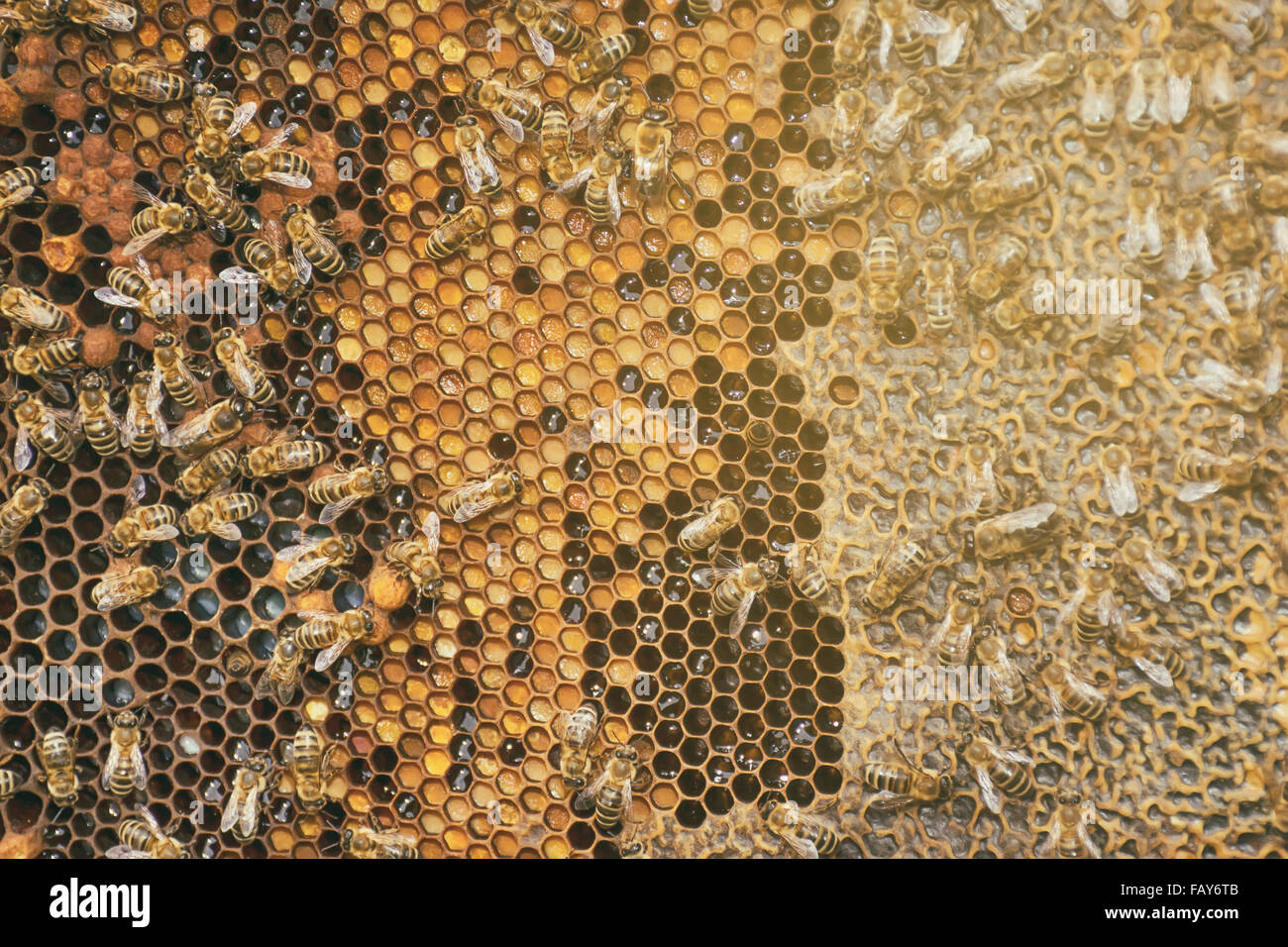 Honeycomb honey bee close up hi-res stock photography and images - Alamy
