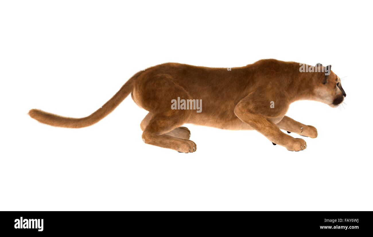 3D digital render of a big cat puma isolated on white background Stock Photo