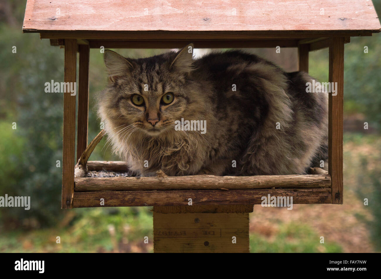 bird feeder, tabby cat Stock Photo Alamy