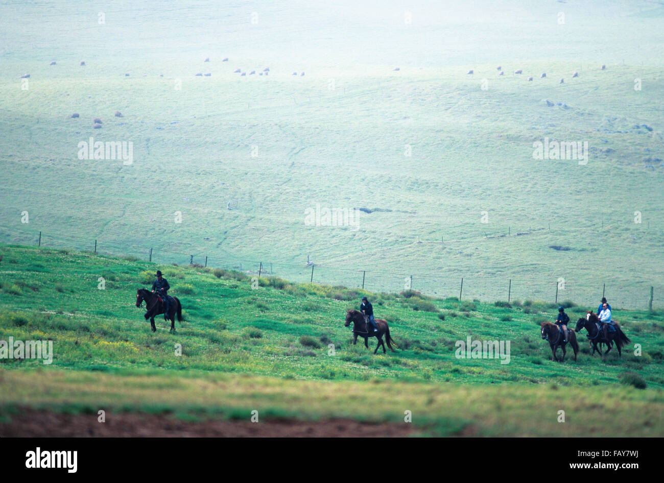 Big Island, Hawaii, horseback riders on Kahua ranch in North Kohala ...