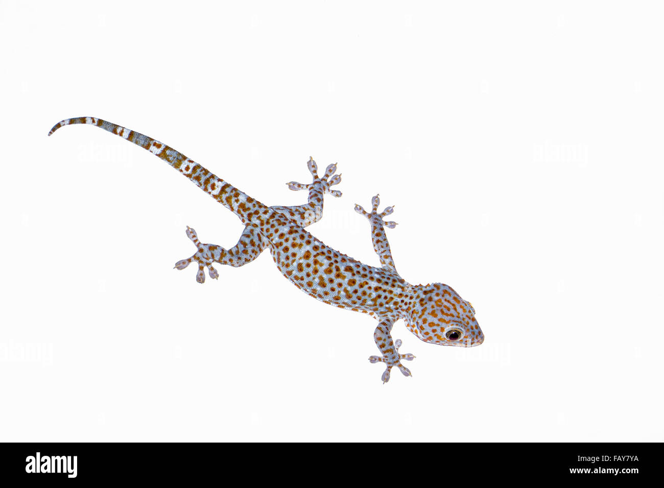 Indonesia, Tejakula, Bali, Giant Gecko Stock Photo