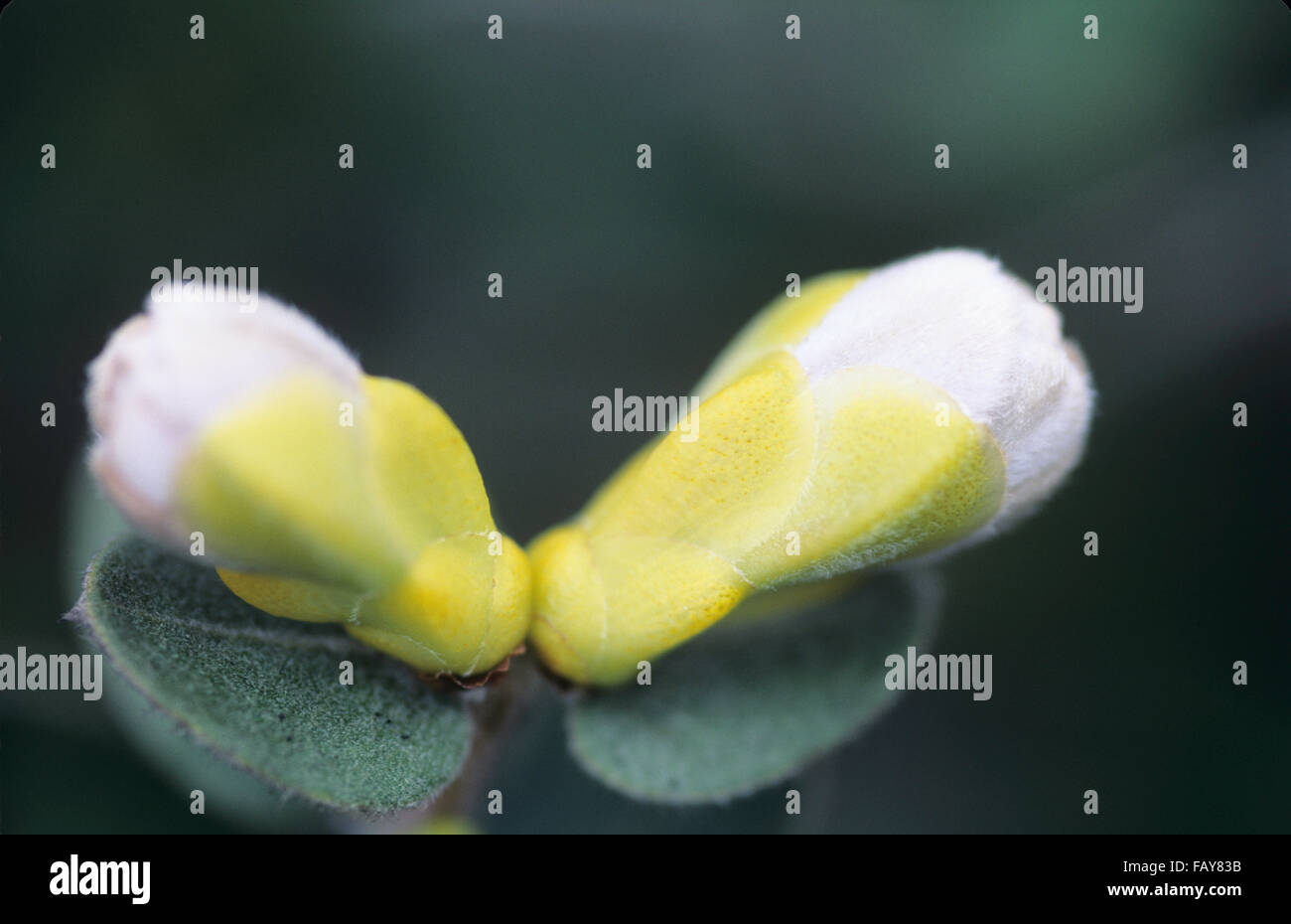 Big Island, Hawaii, Hawaii Volcanoes National Park, Ohia Tree details
