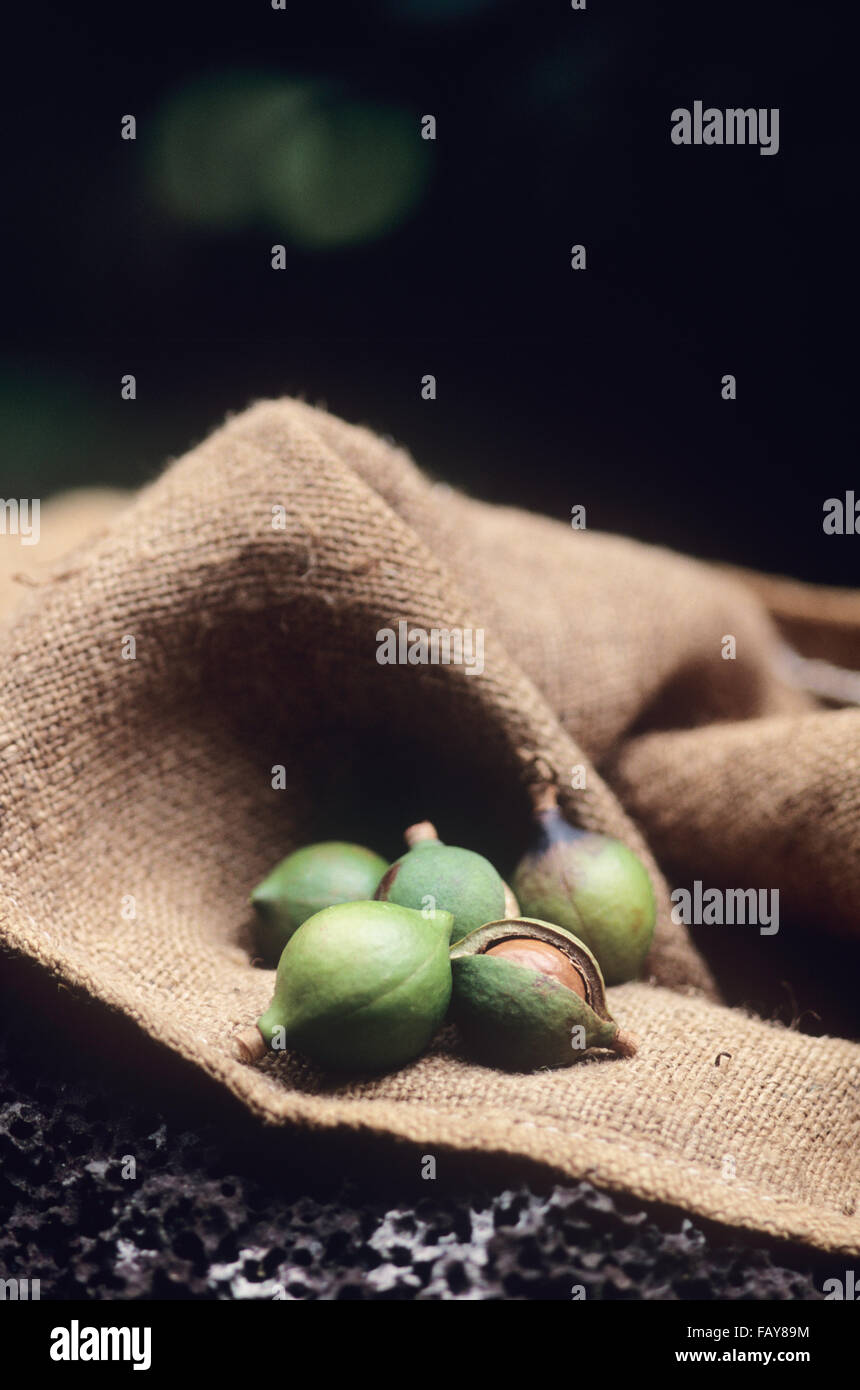 Big Island, Hawaii, South Kona, Macadamia Nut farm, harvested nuts Stock Photo