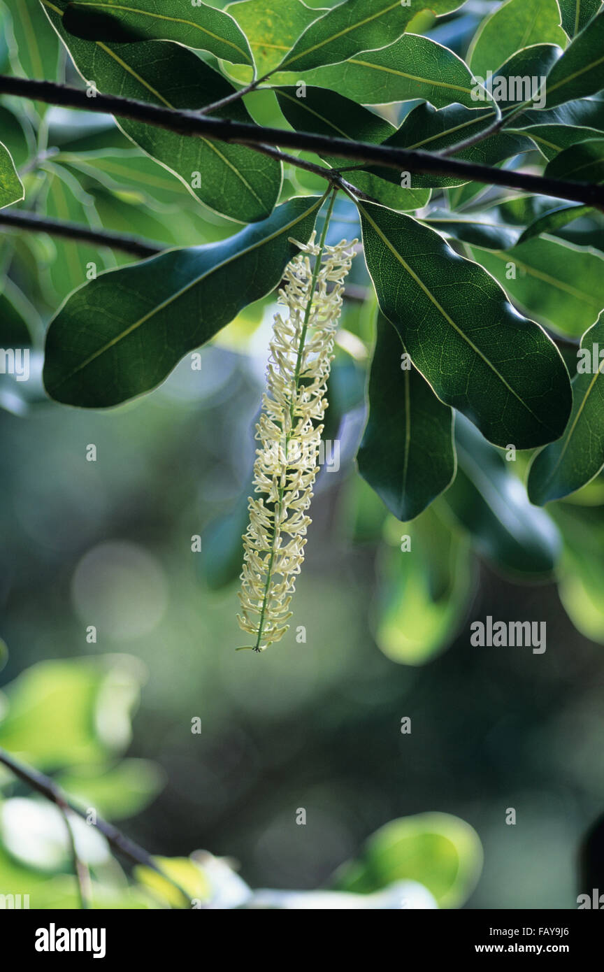 Big Island, Hawaii, South Kona, Macadamia Nut farm, flowering tree Stock Photo