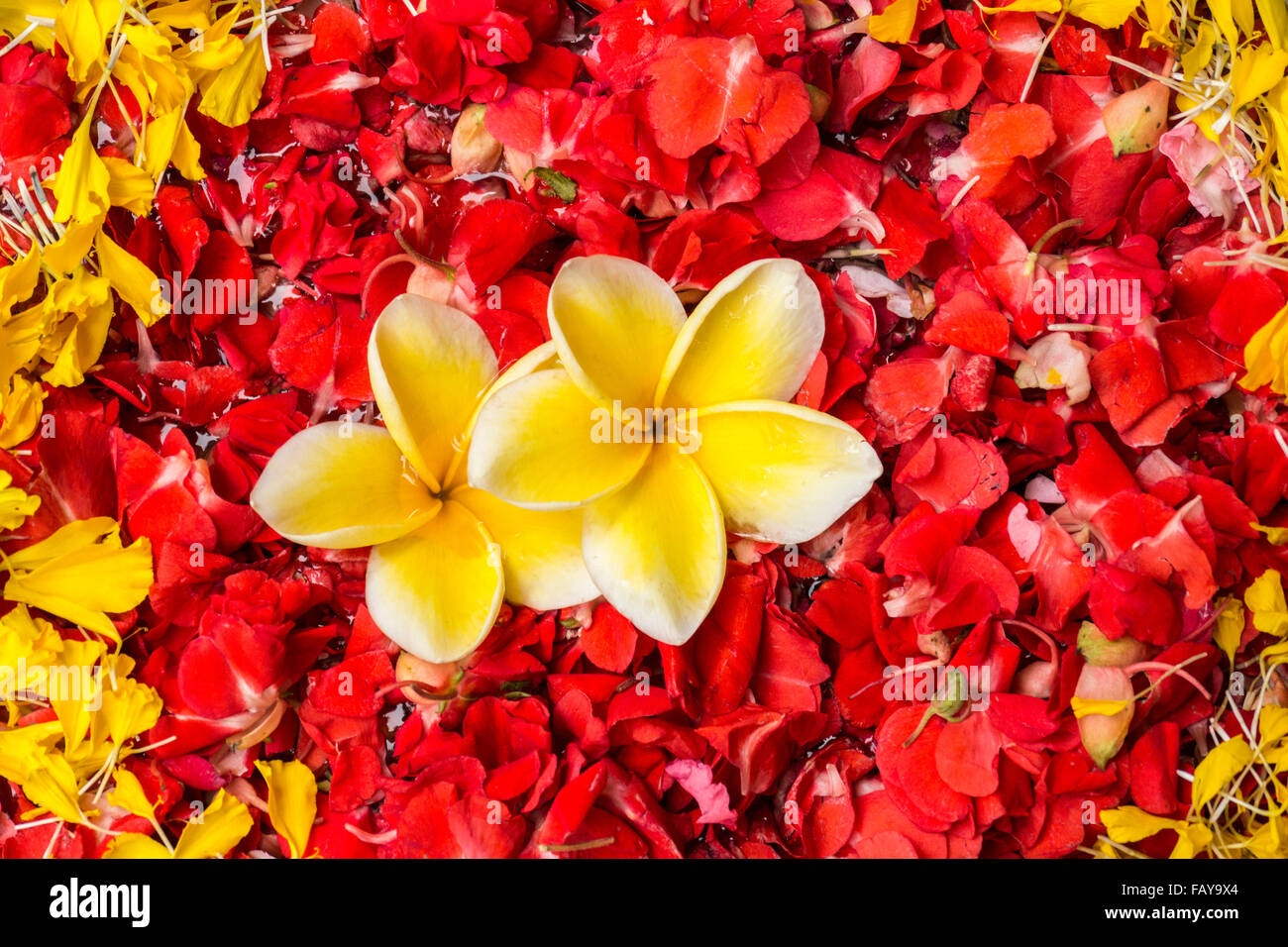 Indonesia, Tejakula, Bali, Frangipani flowers Stock Photo Alamy