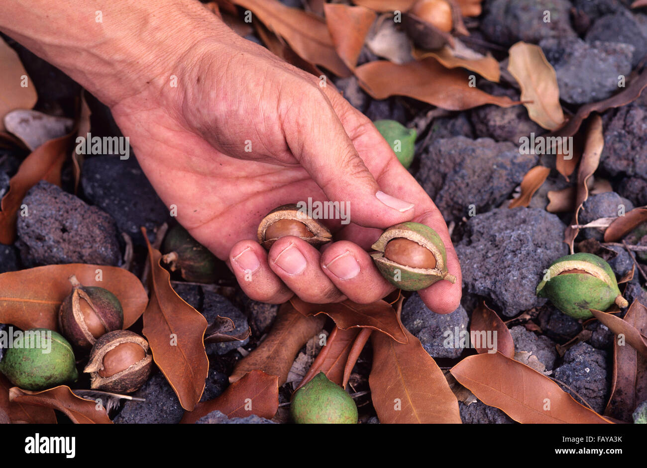 Big Island, Hawaii, Macadamia Nut farm, nuts getting picked up off ground Stock Photo