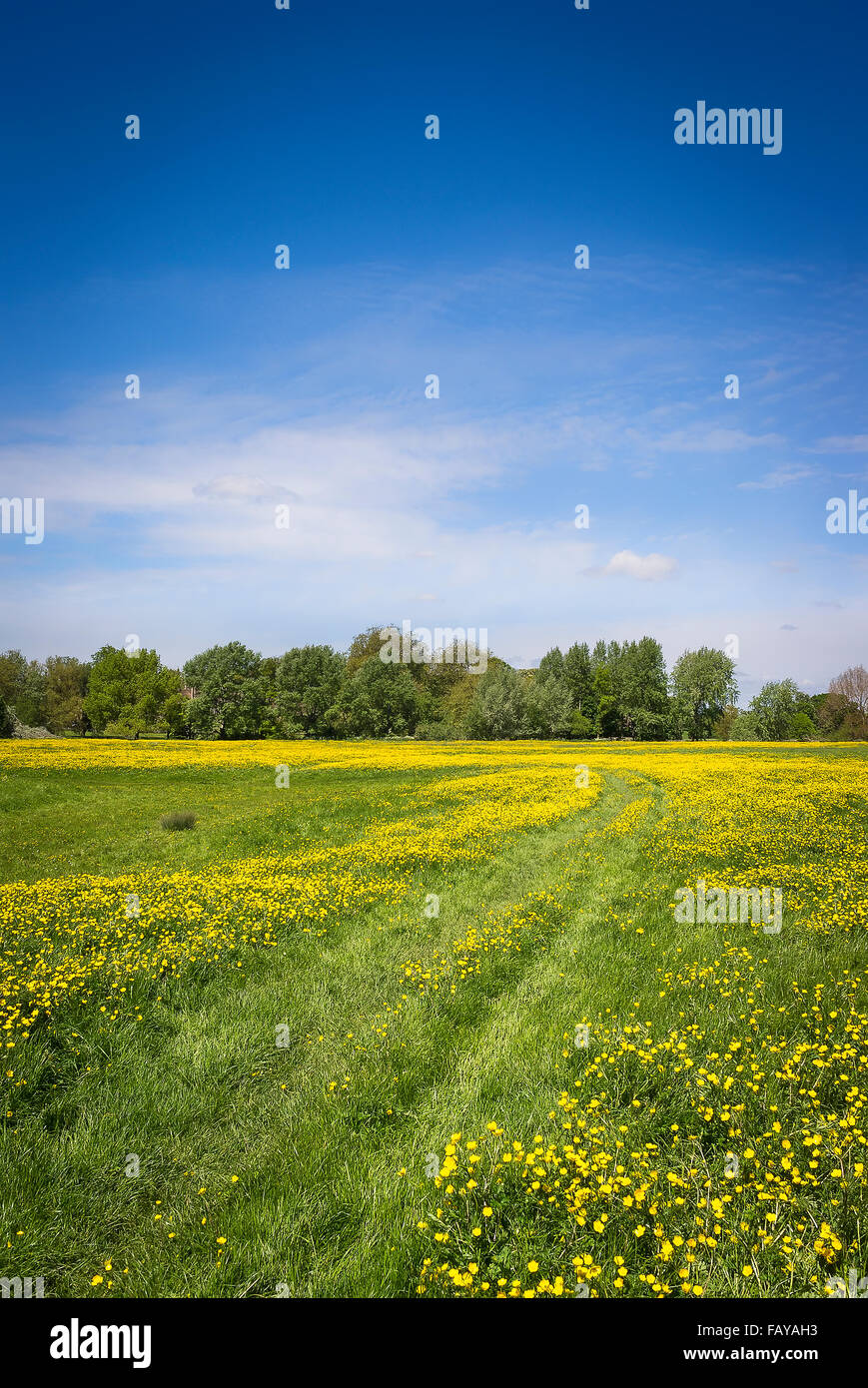 An English landscape in late Spring in Wiltshire UK Stock Photo