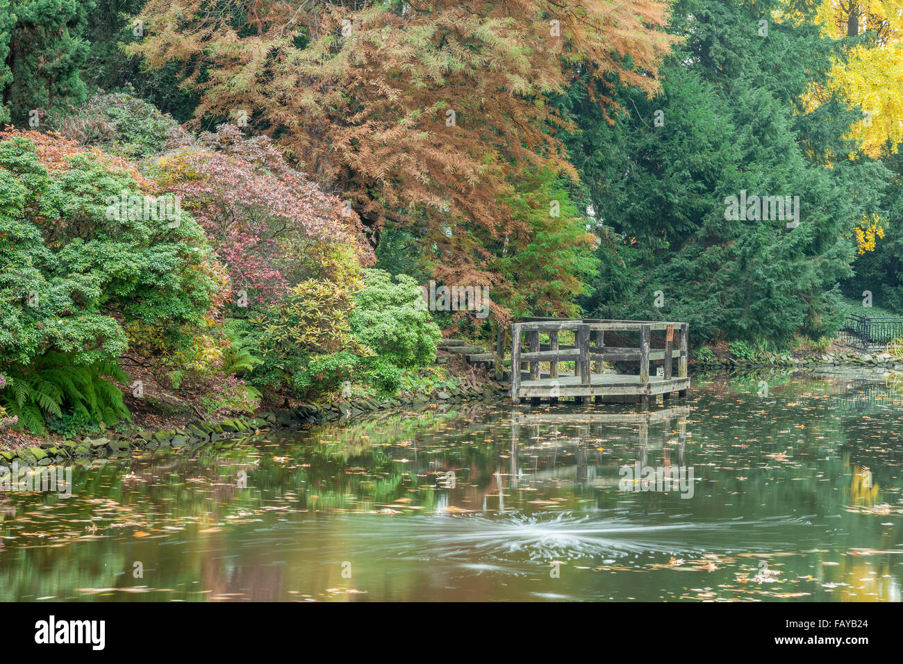 A tranquil pond surrounded by colorful autumn trees Stock Photo