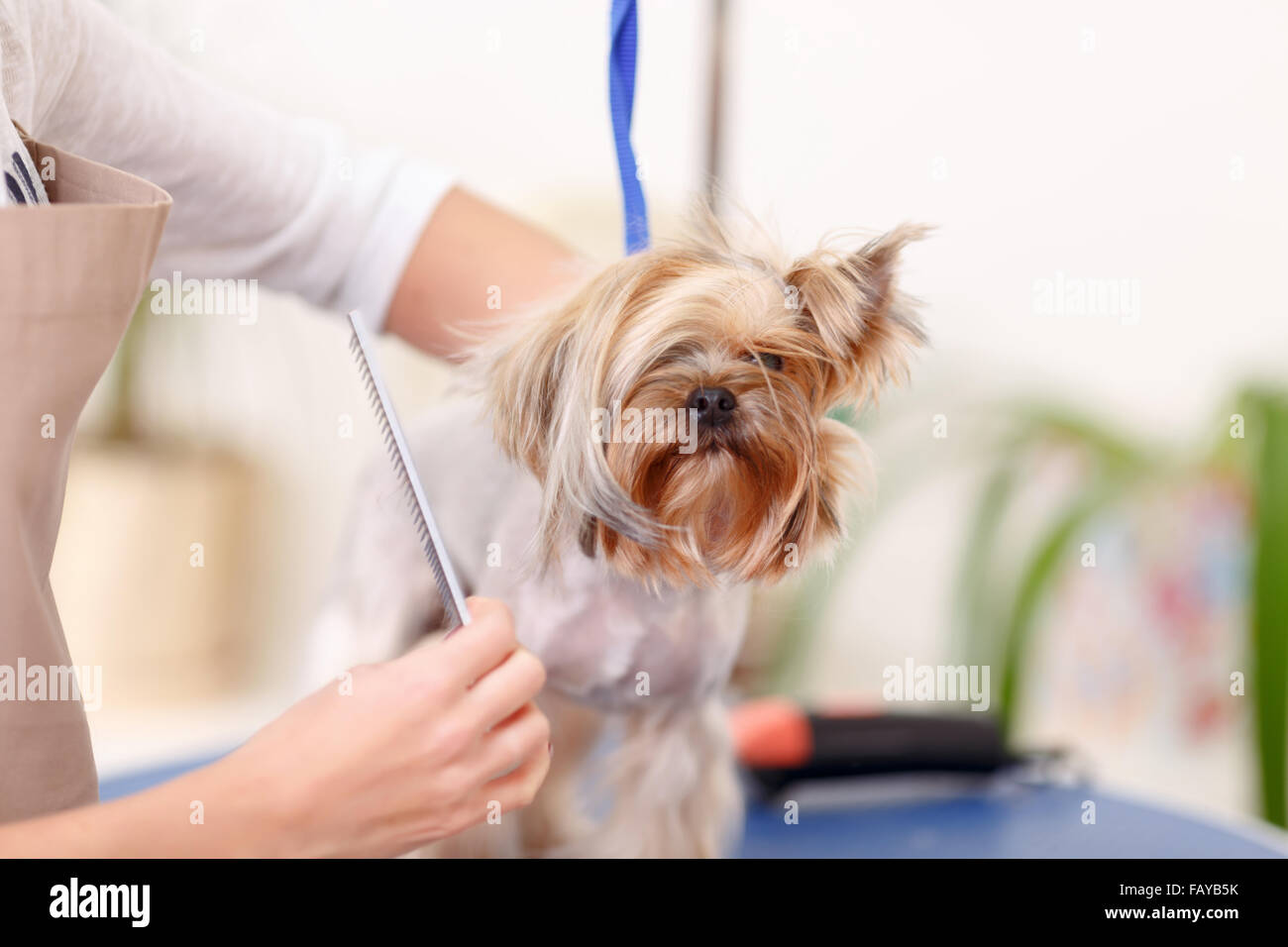 Yorkshire terrier is being scrupulously brushed. Stock Photo