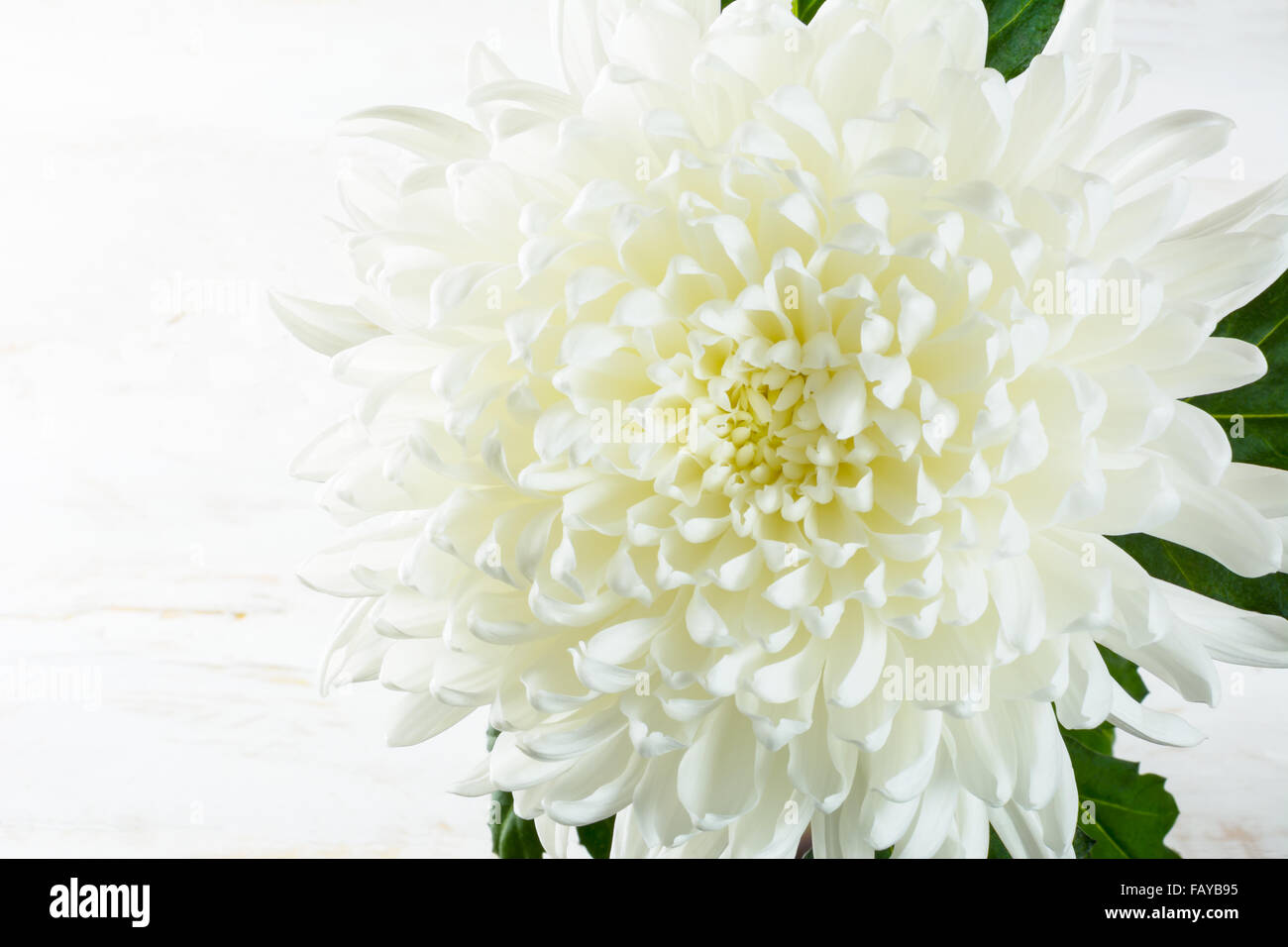 Spring summer fresh white chrysanthemum flowers on white painted wooden planks. Mother's day greetings. Birthday congratulations Stock Photo