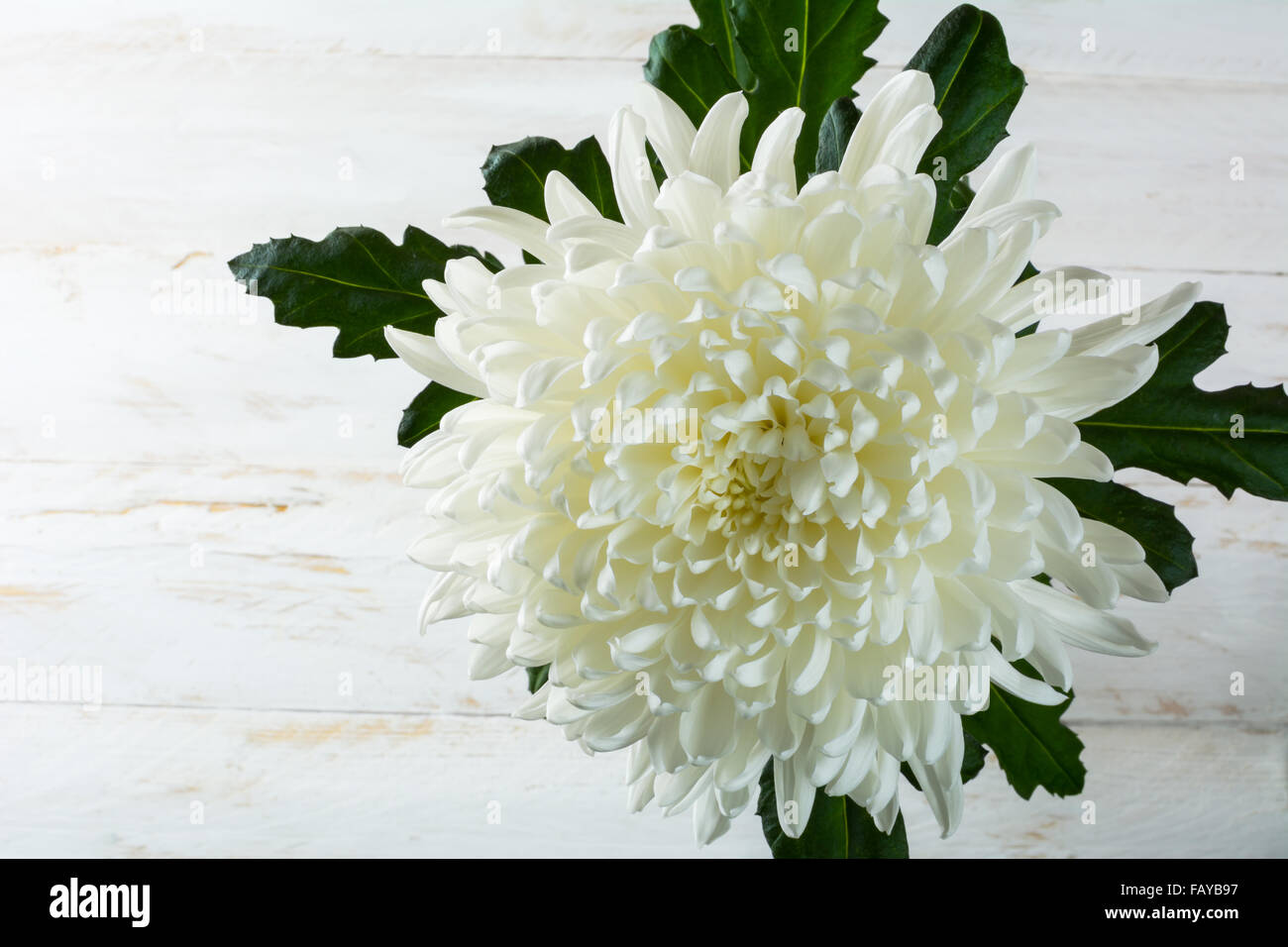 Fresh spring summer white chrysanthemum beautiful flowers on white painted wooden planks. Mother's day greetings. Birthday congr Stock Photo