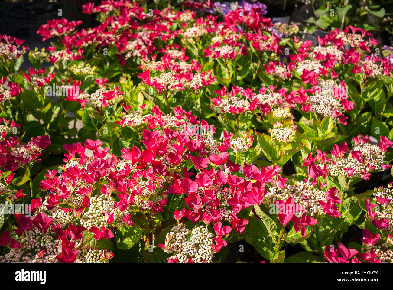 Hydrangea macrophylla teller red hi-res stock photography and images - Alamy