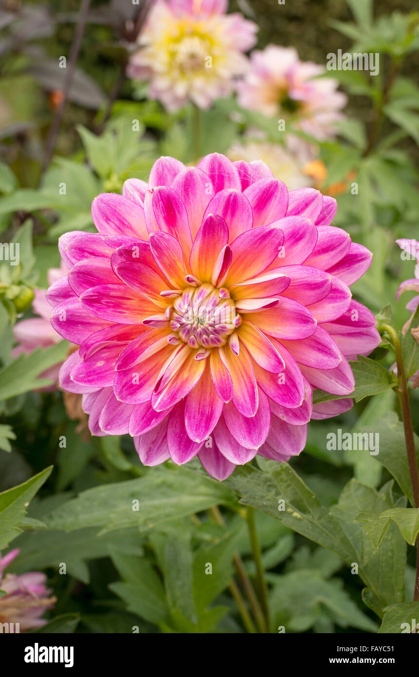 Dahlia Kalinka in flower Stock Photo Alamy