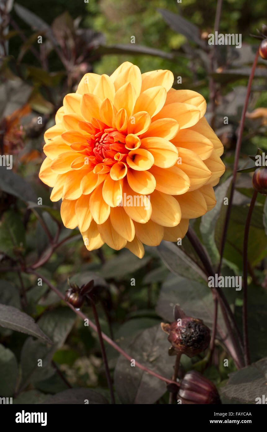 Dahlia David Howard in flower Stock Photo