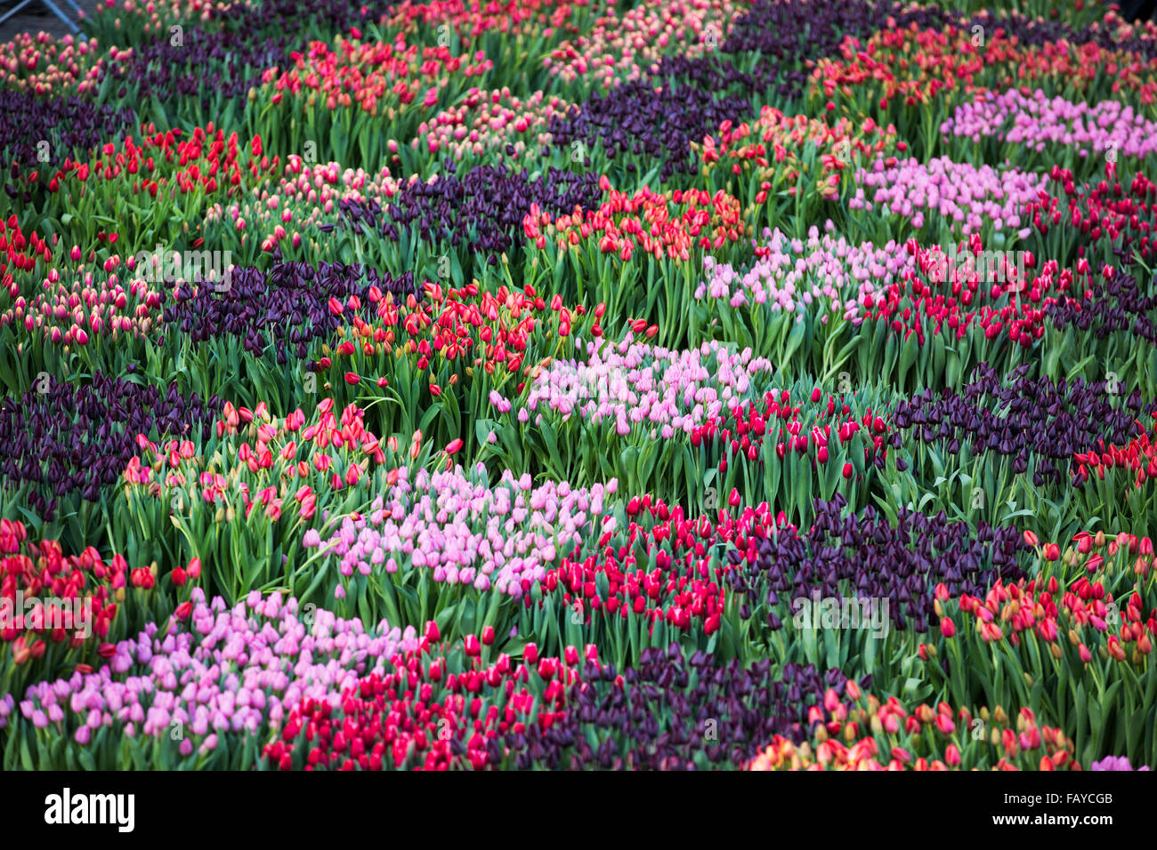 Netherlands, Amsterdam, Start of tulip season at Dam Square. People can pick the tulips for free. National Tulip Day Stock Photo