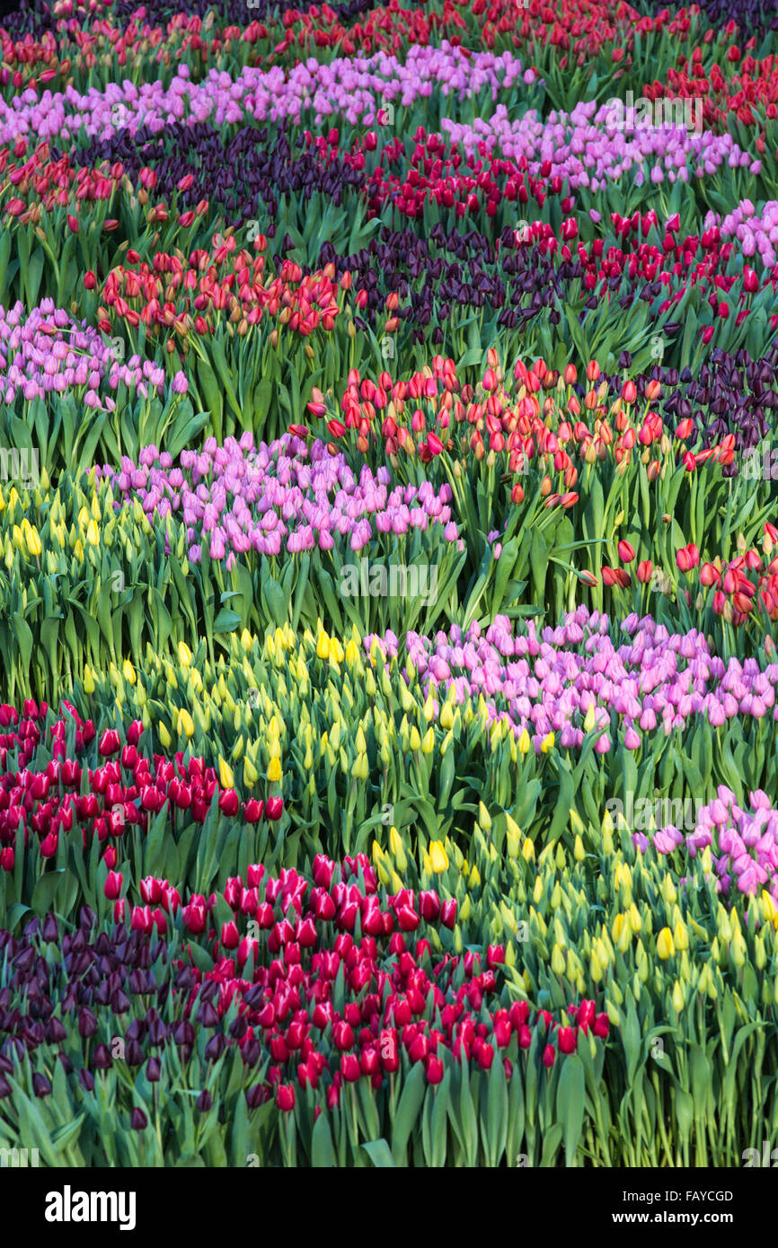 Netherlands, Amsterdam, Start of tulip season at Dam Square. People can pick the tulips for free. National Tulip Day Stock Photo